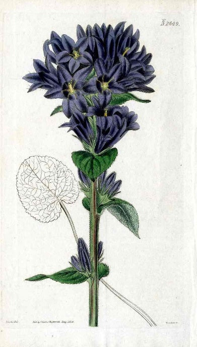 1800 Curtis Blue Campanula