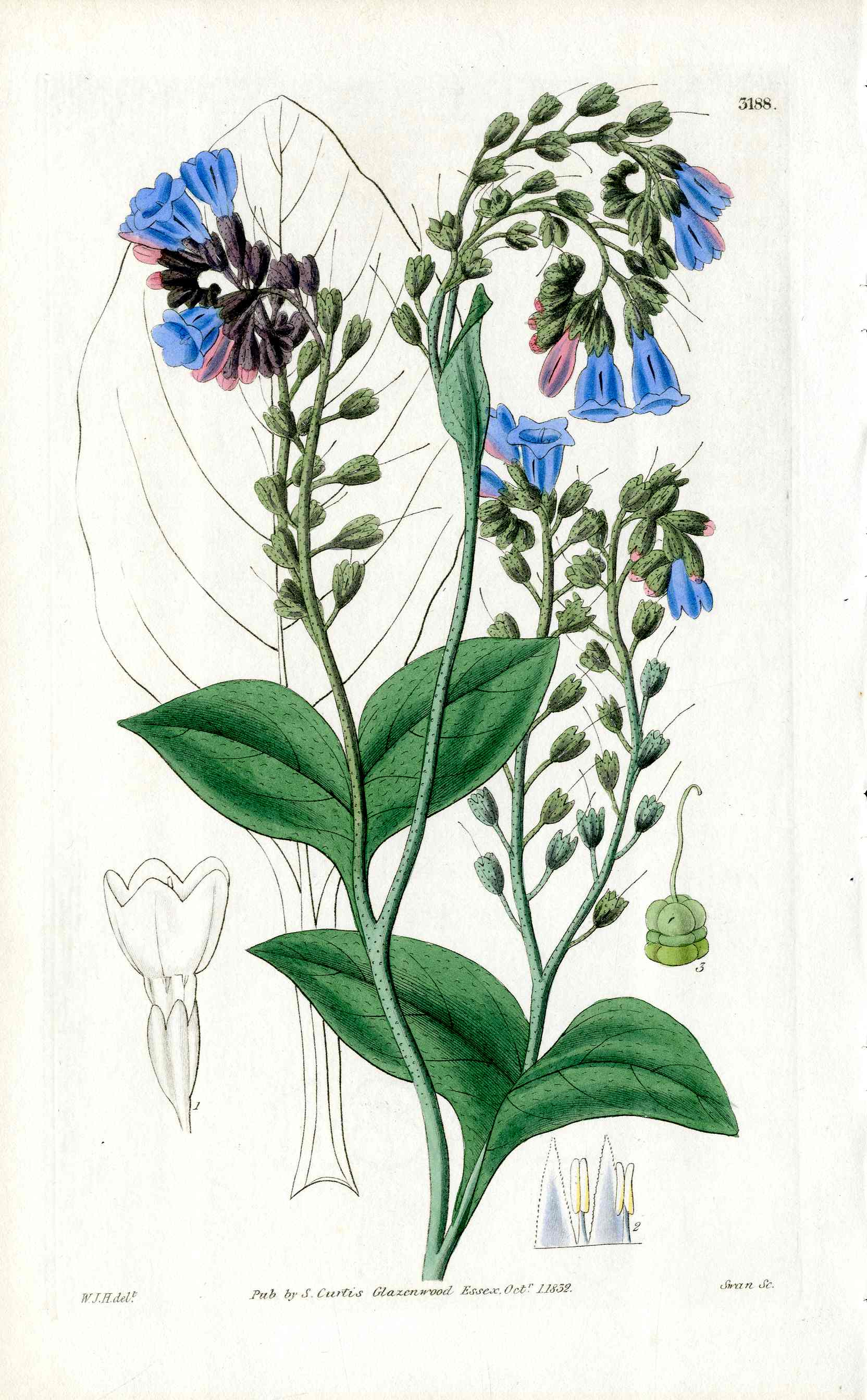 1800 Curtis Blue Comfrey