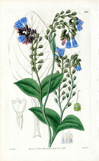 1800 Curtis Blue Comfrey - Panteek Antique Prints