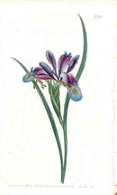 1800 Curtis Blue Grass Iris - Panteek Antique Prints