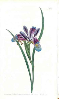 1800 Curtis Blue Grass Iris - Panteek Antique Prints