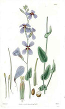 1800 Curtis Blue Moricandia - Panteek Antique Prints