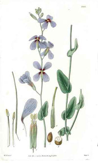 1800 Curtis Blue Moricandia - Panteek Antique Prints