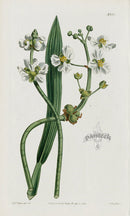 1800 Curtis Brittle-stalked Arrow-head - Panteek Antique Prints