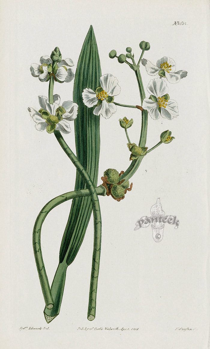 1800 Curtis Brittle-stalked Arrow-head