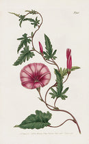 1800 Curtis Bryony-Leaved Bindweed - Panteek Antique Prints