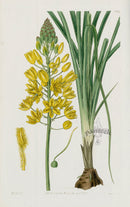 1800 Curtis Bulbous-rooted Lancashire Asphodel - Panteek Antique Prints