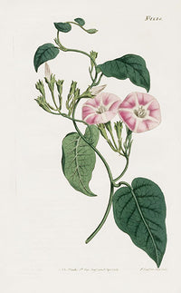 1800 Curtis Canary Bindweed - Panteek Antique Prints