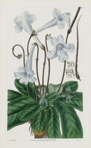 1800 Curtis Cape Didymocarpus - Panteek Antique Prints