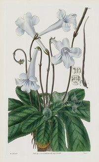 1800 Curtis Cape Didymocarpus - Panteek Antique Prints