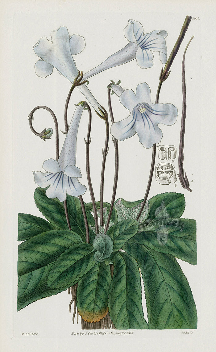 1800 Curtis Cape Didymocarpus