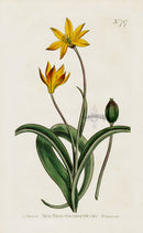 1800 Curtis Cape Tulip - Panteek Antique Prints