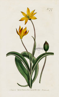 1800 Curtis Cape Tulip - Panteek Antique Prints