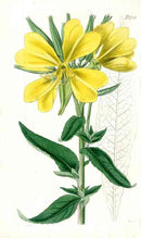 1800 Curtis Carolina Evening Primrose - Panteek Antique Prints