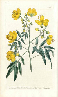 1800 Curtis Cassia - Panteek Antique Prints