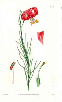 1800 Curtis Catesby's Lily - Panteek Antique Prints