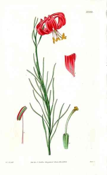 1800 Curtis Catesby's Lily