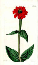1800 Curtis Catesby's Zinnia - Panteek Antique Prints