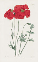 1800 Curtis Caucasean Poppy - Panteek Antique Prints