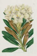 1800 Curtis Caucasian Rhododendron - Panteek Antique Prints