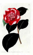 1800 Curtis Chandler's Warratah - Panteek Antique Prints