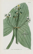 1800 Curtis Chinese Arrow-head - Panteek Antique Prints