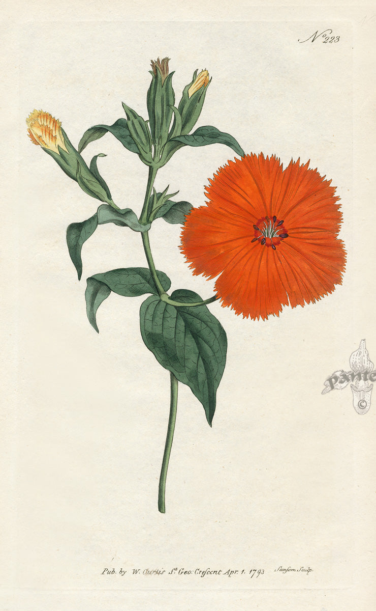 1800 Curtis Chinese Lychnis