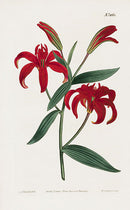 1800 Curtis Chinese Orange Lily - Panteek Antique Prints