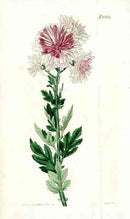 1800 Curtis Chysanthemum - Panteek Antique Prints