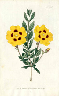 1800 Curtis Cistus - Panteek Antique Prints
