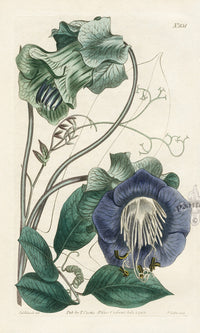 1800 Curtis Climbing Cobaea - Panteek Antique Prints