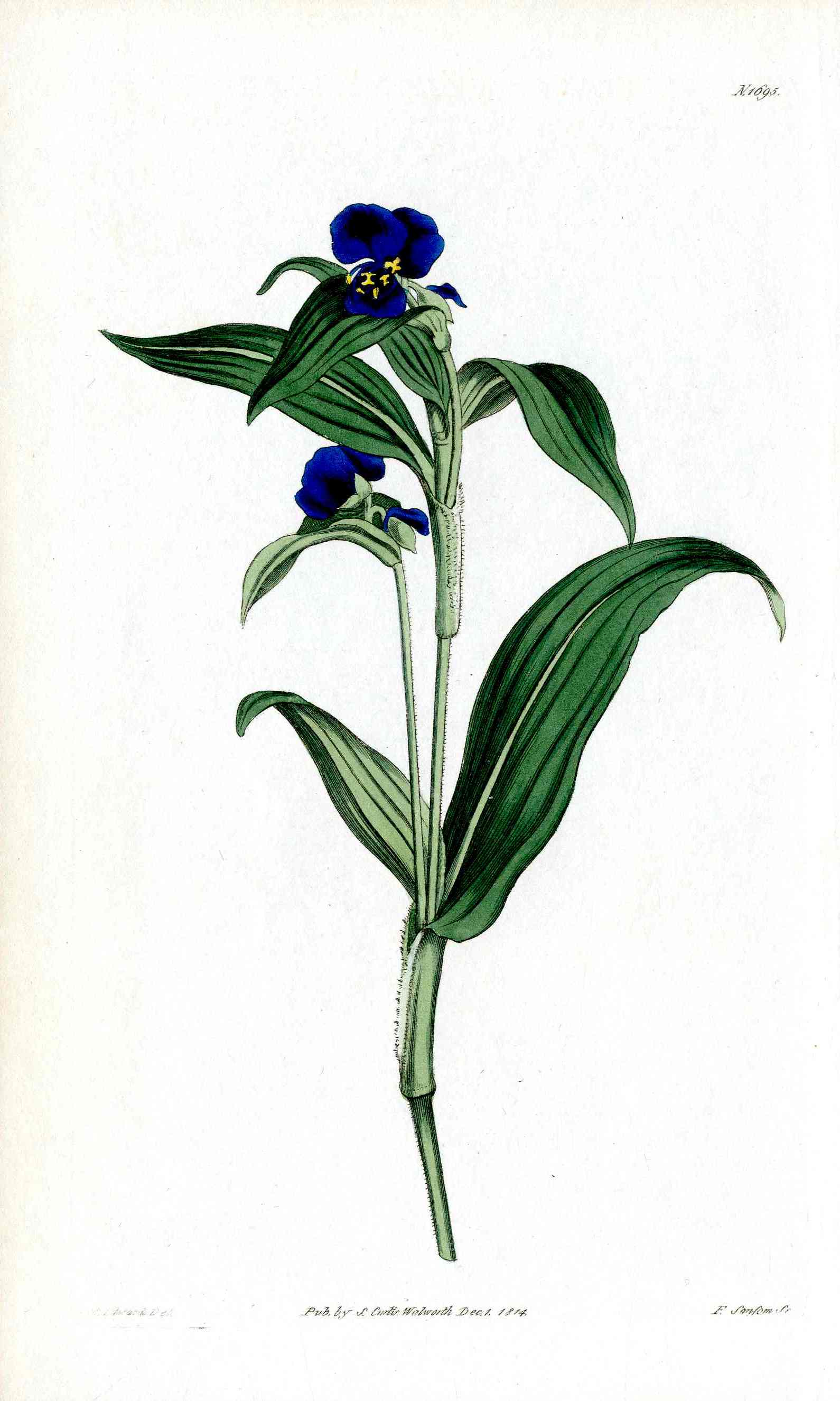1800 Curtis Commelina
