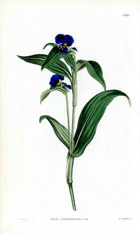 1800 Curtis Commelina - Panteek Antique Prints