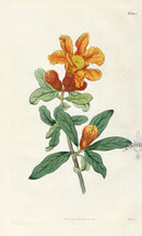 1800 Curtis Common Pomegranate Tree - Panteek Antique Prints