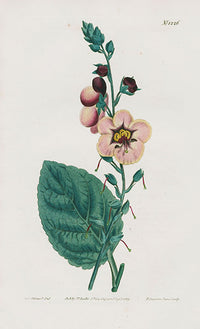 1800 Curtis Copper Flowered Mullein - Panteek Antique Prints