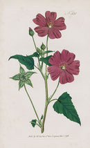 1800 Curtis Crested Sida - Panteek Antique Prints