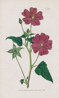 1800 Curtis Crested Sida - Panteek Antique Prints