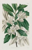 1800 Curtis Cut-leaved Medlar - Panteek Antique Prints