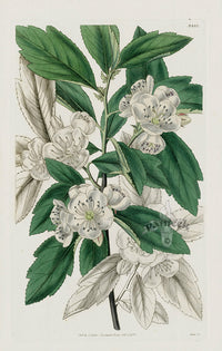 1800 Curtis Cut-leaved Medlar - Panteek Antique Prints