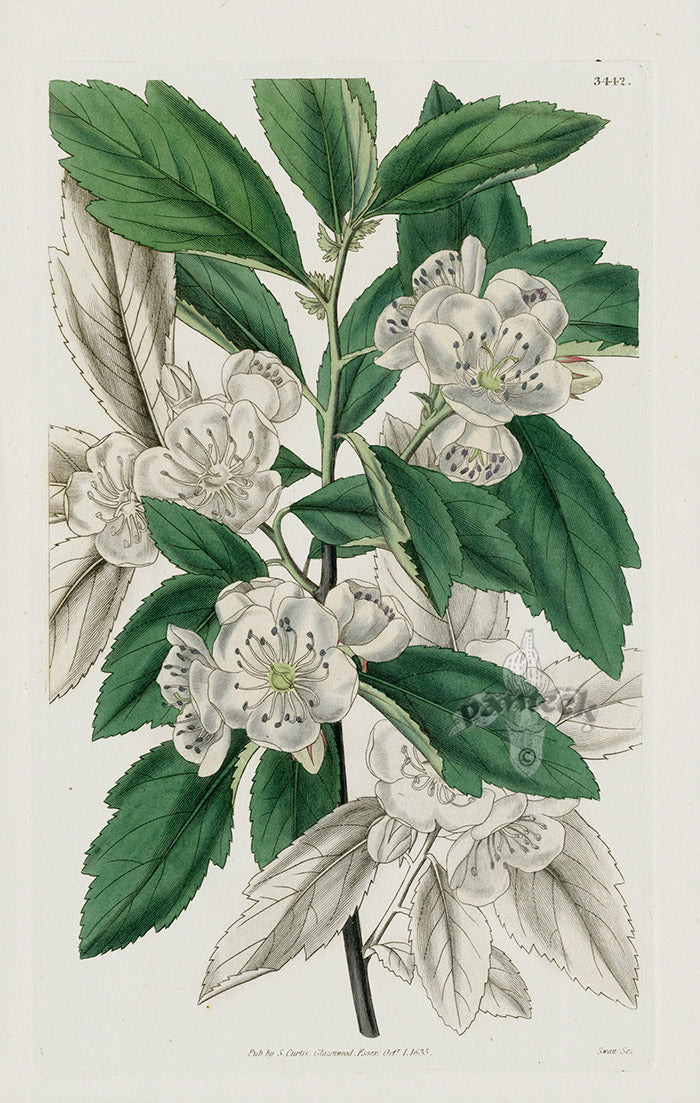 1800 Curtis Cut-leaved Medlar