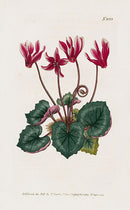 1800 Curtis Cyclamen - Panteek Antique Prints