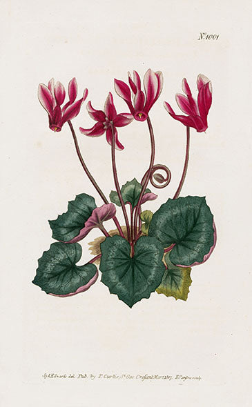1800 Curtis Cyclamen