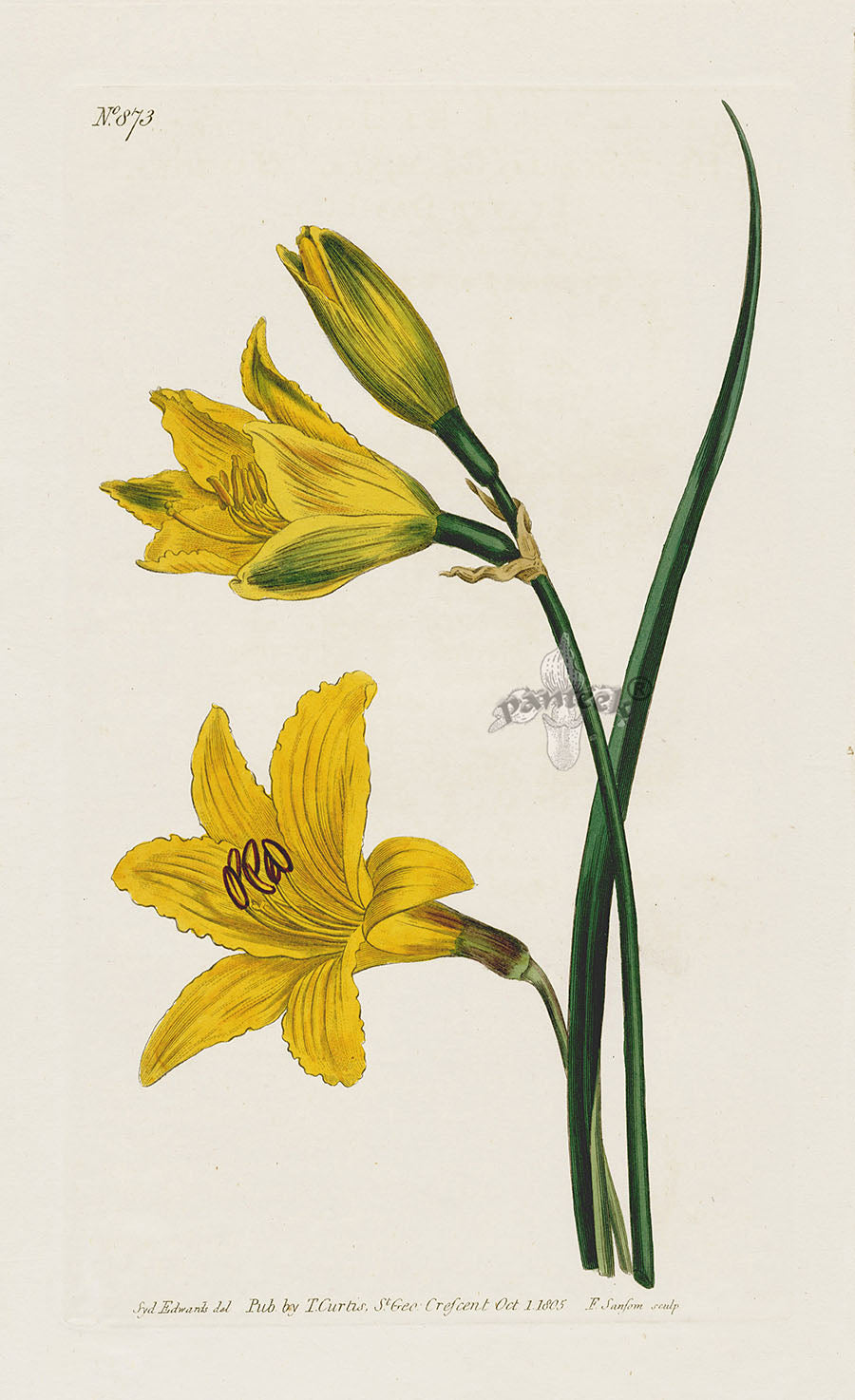 1800 Curtis Day Lily