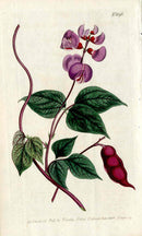 1800 Curtis Dolichos - Panteek Antique Prints