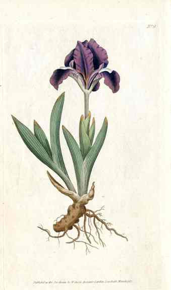 1800 Curtis Dwarf Blue Iris