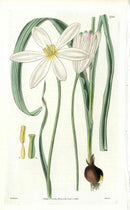 1800 Curtis East Indian Tulip - Panteek Antique Prints