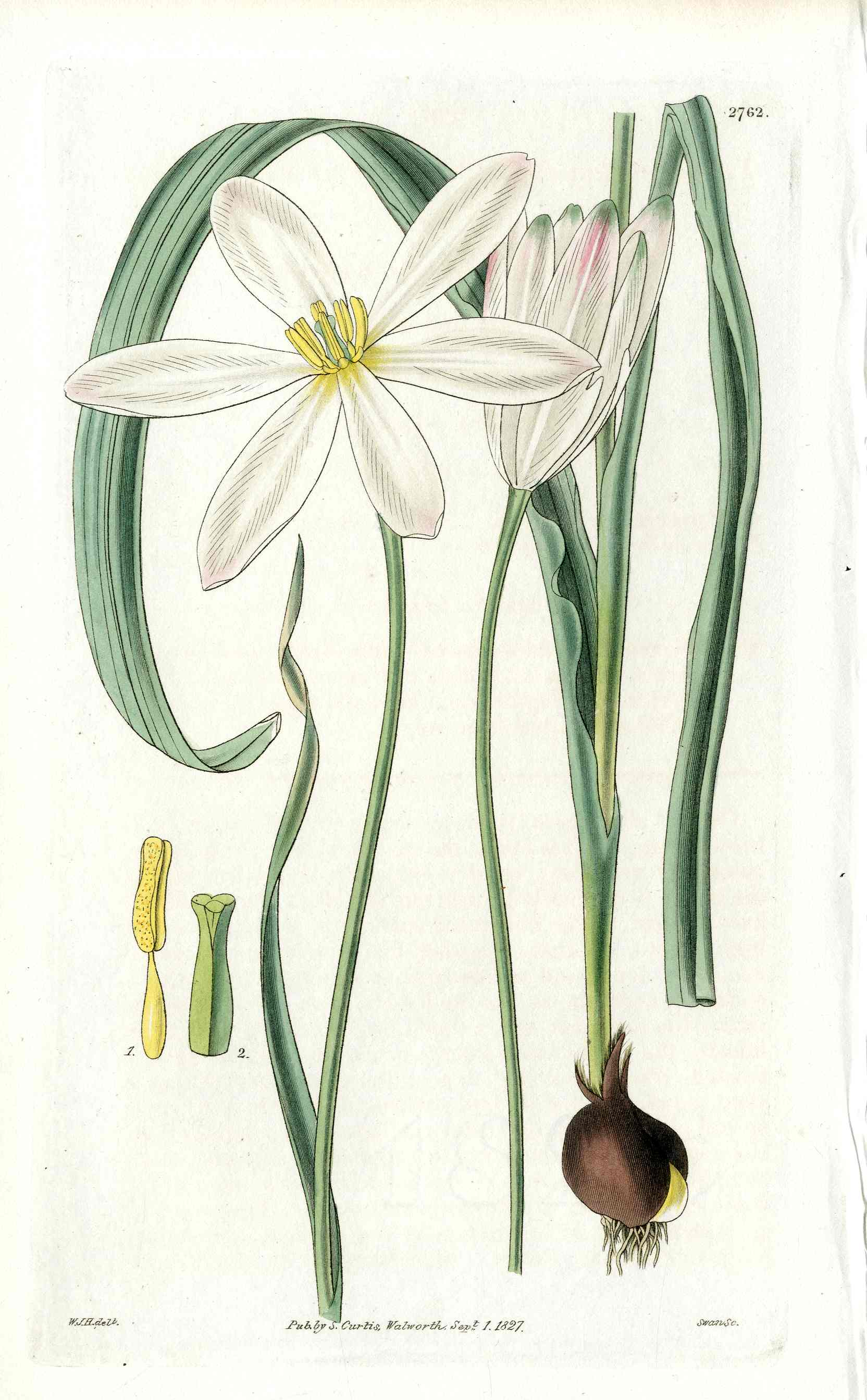 1800 Curtis East Indian Tulip