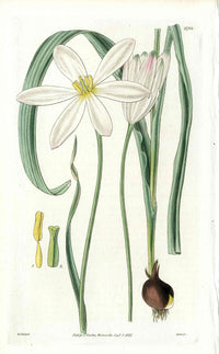 1800 Curtis East Indian Tulip - Panteek Antique Prints