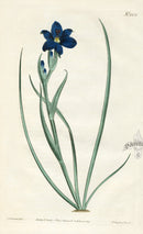 1800 Curtis Flat-Stemmed Aristea - Panteek Antique Prints