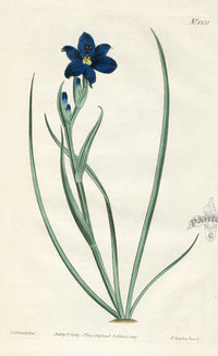 1800 Curtis Flat-Stemmed Aristea - Panteek Antique Prints